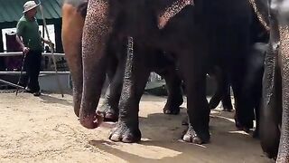 Sri Lankan Elephants
