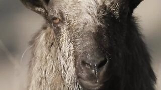 The ultimate showdown .Goat Animal Fight