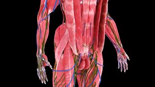 Unveil Your Body's Secrets | Best Anatomy Video