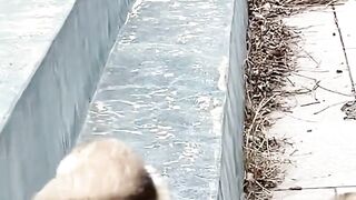 Dog funny video