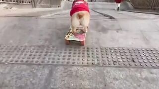 dog play with tantinet
