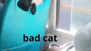 bad cat