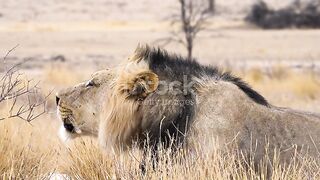 The King