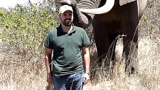 The Elephant