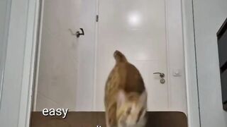 smart kitty