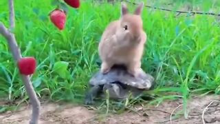 the tortoise and the hare