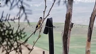 The tweeting