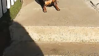 Funny Videos 2025