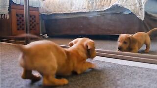 Funny Videos 2025