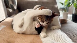 Funny Animalss