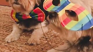 Vidéos De Funny