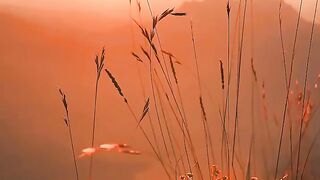 Psychological comfort video