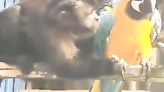 FunnyA problem between a monkey and a parrot
