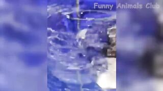 Funny Animal Videos 2022 ???? - Funniest Cats And Dogs Videos ????????