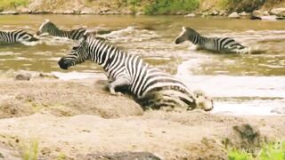 Crocodile vs Zebra Funny Moments