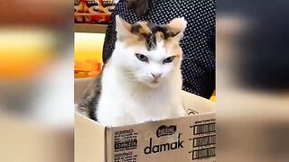 Funny cat ???????????????????? full funny ????
