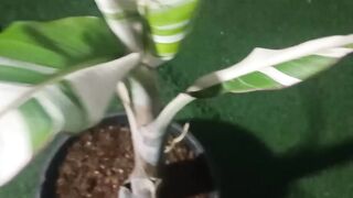 Indonesian Ivory Banana Variegated