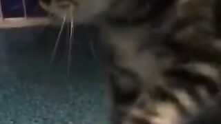 funny animals life #shorts _