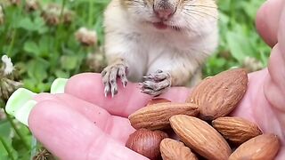 Funny mouse or rabbit