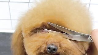 Dog pet puppy pomeranian grooming teddy bear style 2023