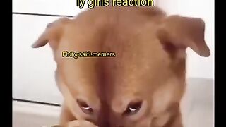 Dogs tasla