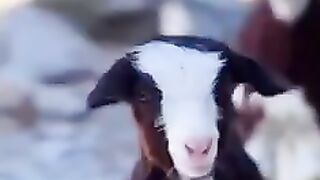 animals