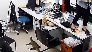 Komodo dragon in office
