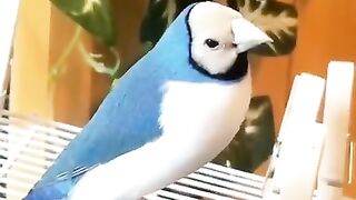 blue golden finches