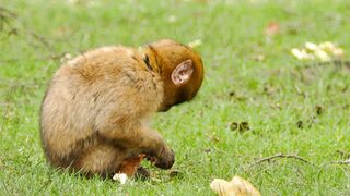Monkeys eating something in the forest