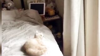 THE BEAUTIFUL CATS GOOD LOOKING AND MORE FUNNY