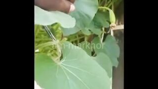 How to Grow Bottle Gourd in Your Home Garden-bottle gourd-markhor
