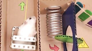 Hamster pets but with Traps in maze