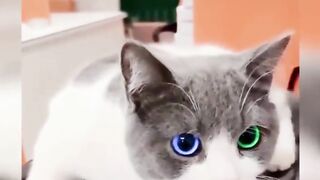 THE BEAUTIFUL CATS GOOD LOOKING AND MORE FUNNY AND PLAYING AT BEDS