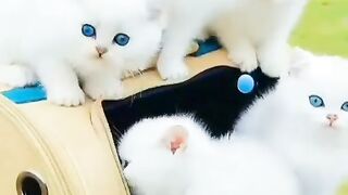 Beautiful white cat's baby