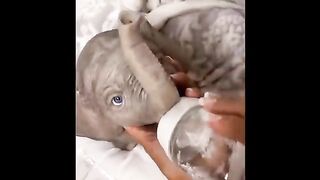 Cute baby animals Videos Compilation cute moment of the animals - Cutest Animals #22
