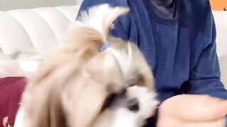 Dogs animals