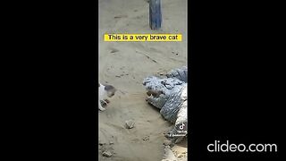 Funny brave cats