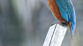 Nature is unique