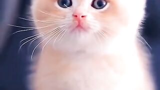 Cute baby cat