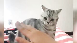 THE BEAUTIFUL CATS GOOD LOOKING AND MORE FUNNY AND PLAYING AT HOME