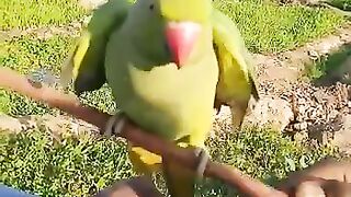 Parrot talking sindhi trending  2023
