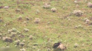 15 Wild Animals Hunting Mercilessly!!