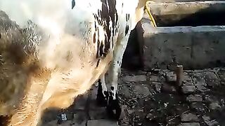 May cow