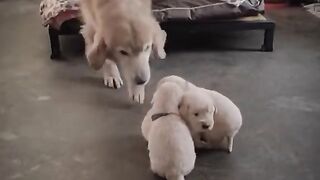 Funny Animal Clip # 7