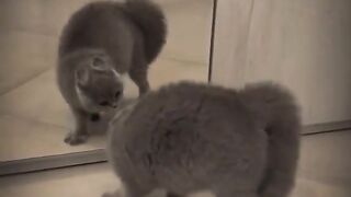 Funny Animal Clip # 9