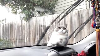 Cute animals