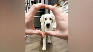 The fnnyest animals cat dogs