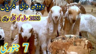 mundrasaMandi Bakra Mandi is sal ki Pahli  2023
