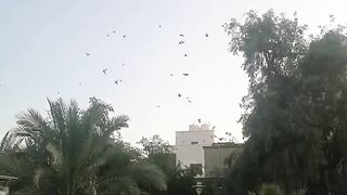beautiful Garden