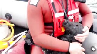 Dog Rescue The Hero Man